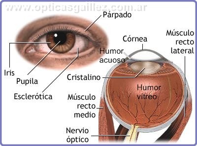 Anatomía del Ojo